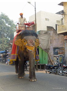 Eléphant -Jaipur - Inde